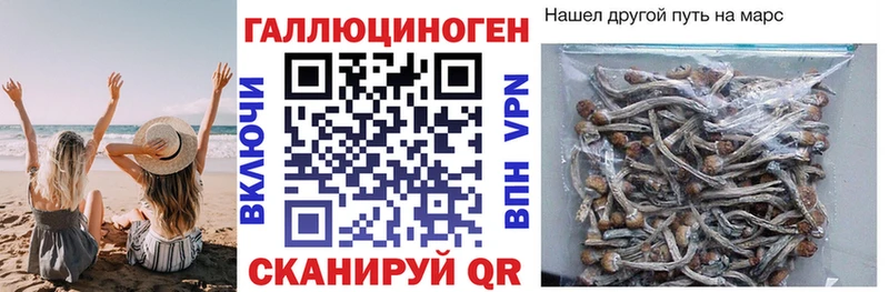 Псилоцибиновые грибы Psilocybe  закладка  Медногорск 